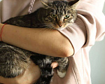 Кошки в Москве: Мама Марусенька в заботливые руки! Девочка, Бесплатно - фото 4