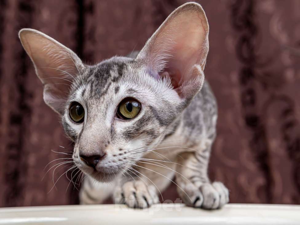 Кошки в Москве: Ориентальный котенок Мальчик, Бесплатно - фото 3