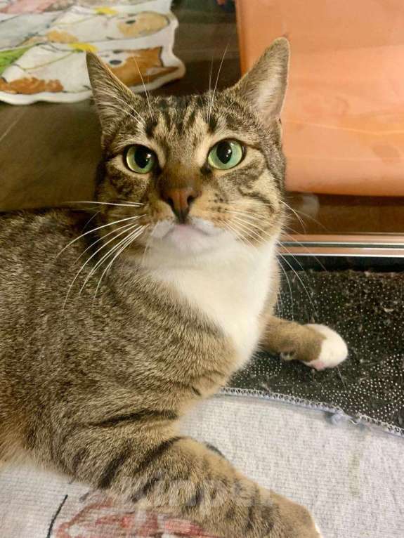 Кошки в Москве: Кот Фольксваген, заводится с пол-оборота  Мальчик, Бесплатно - фото 3