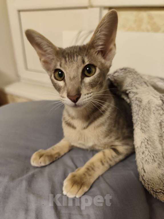 Кошки в Москве: Ориентальная кошка Девочка, 20 000 руб. - фото 4