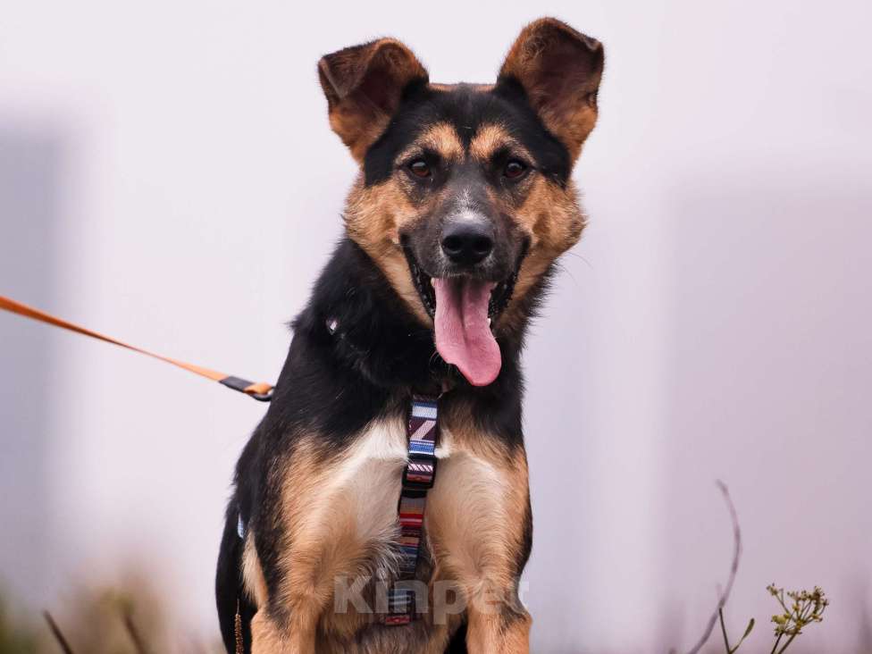 Собаки в Москве: Молодой пес в добрые руки Мальчик, Бесплатно - фото 3