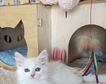 Кошки в Новосибирске: ♂️ Perun   Мальчик, 40 000 руб. - фото 1