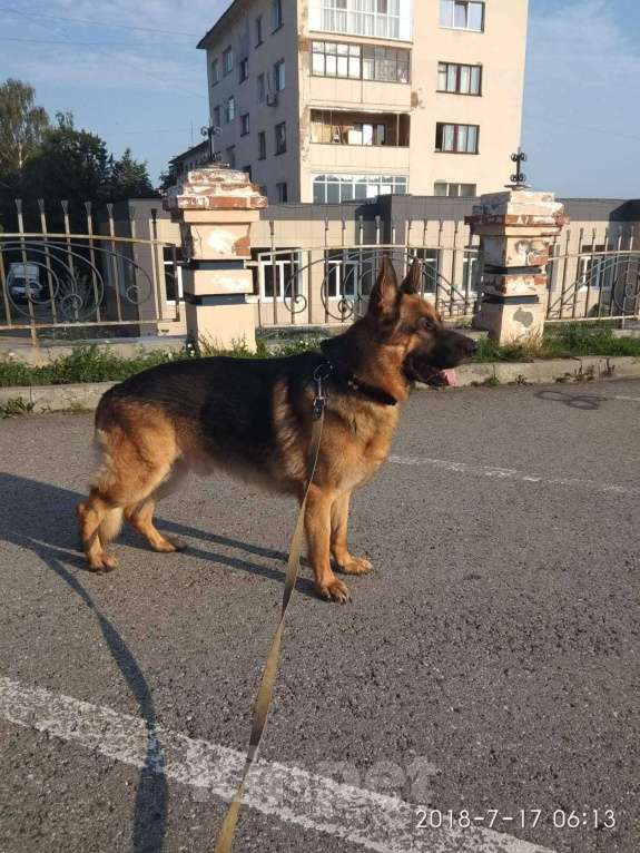 Собаки в Чебоксарах: Вязка,кобель Мальчик, 5 000 руб. - фото 1