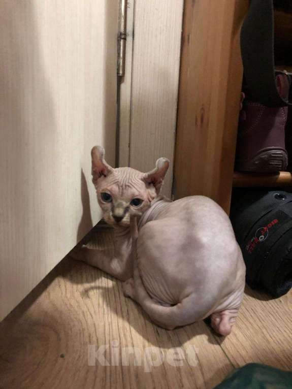 Кошки в Москве: Эльф девочка Девочка, 50 000 руб. - фото 1