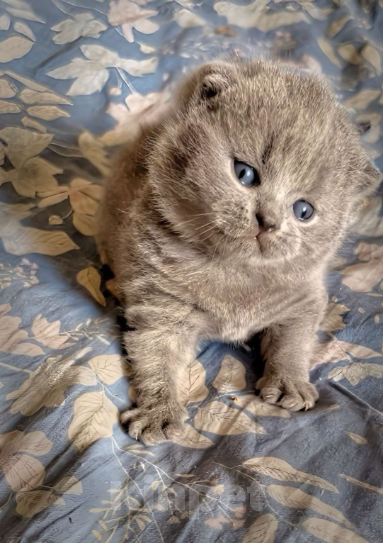 Кошки в Москве: Британский котенок к/ш  Мальчик, Бесплатно - фото 1