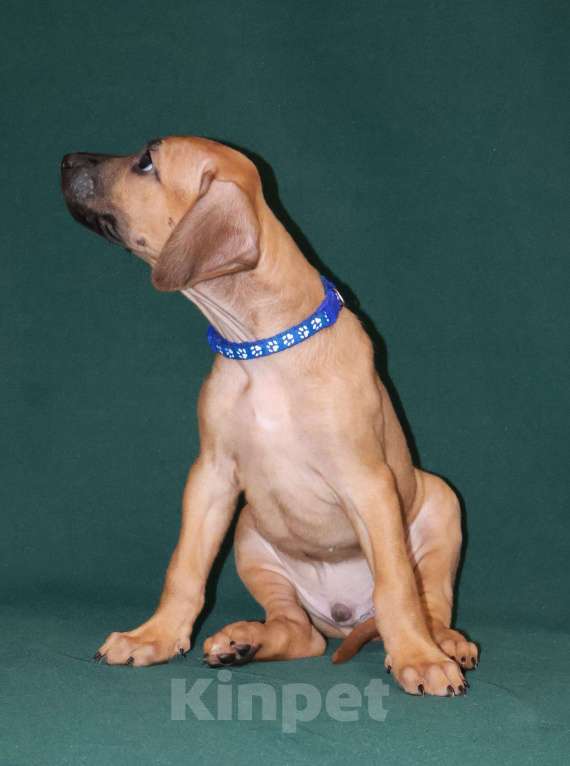 Собаки в Москве: Мальчик Родезийского Риджбека  Мальчик, 100 000 руб. - фото 7