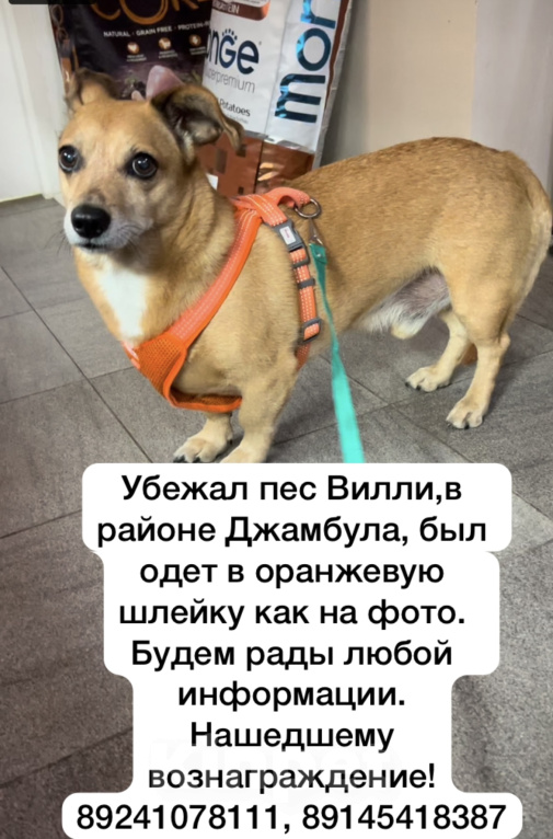 Собаки в Хабаровске: Потерялась рыжая собака Вилли  Мальчик, 1 руб. - фото 1
