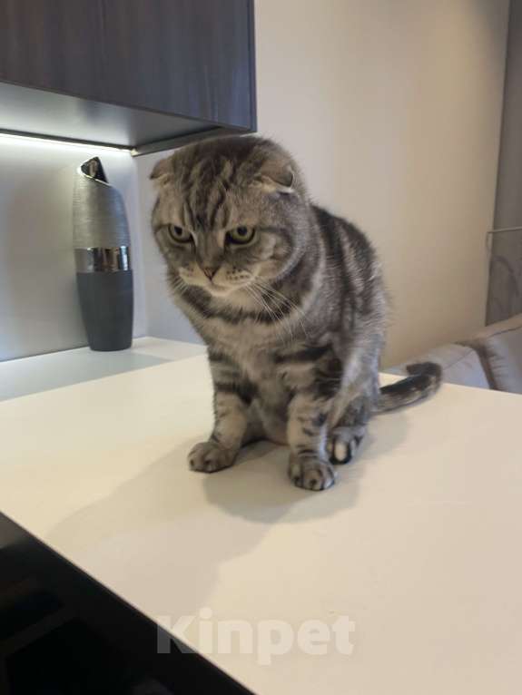 Кошки в Москве: Отдам в добрую семью. Часто в командировках Мальчик, Бесплатно - фото 2