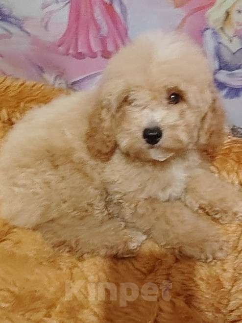 Собаки в Екатеринбурге: Щенки породы Пушон Девочка, 70 000 руб. - фото 4