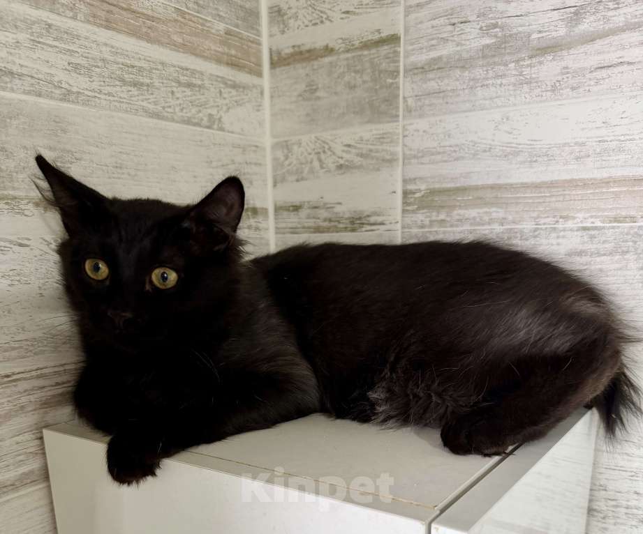 Кошки в других городах Московской области: Мейн кун без хвоста - эксклюзивный гибрид! Мальчик, Бесплатно - фото 1