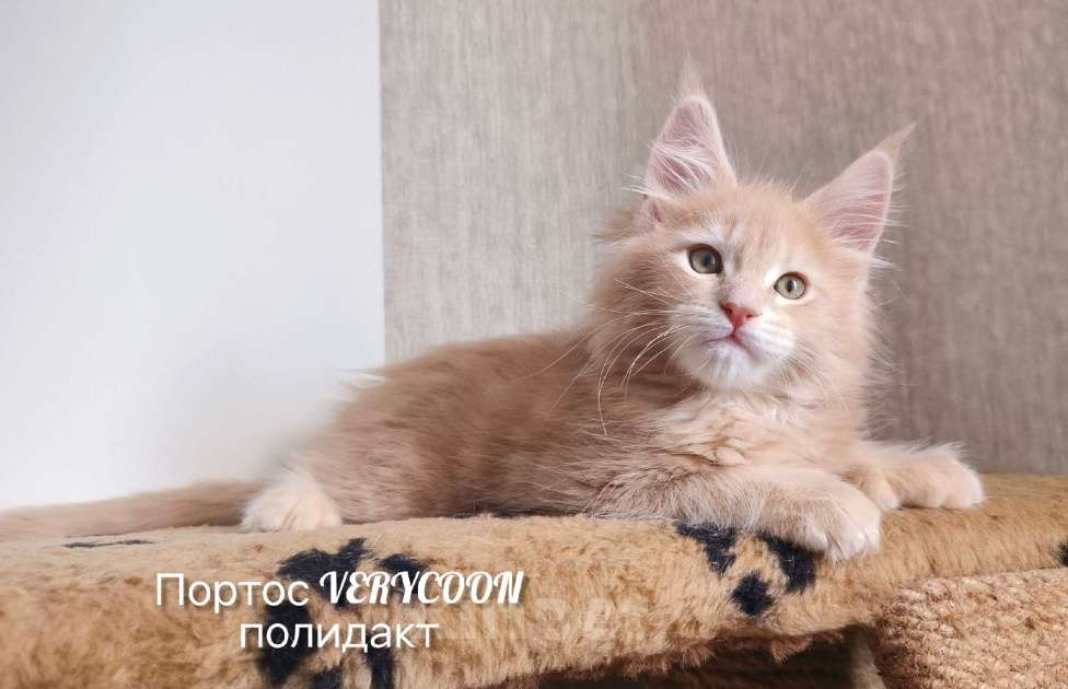 Кошки в Москве: Кот в варежках Мальчик, 30 000 руб. - фото 4