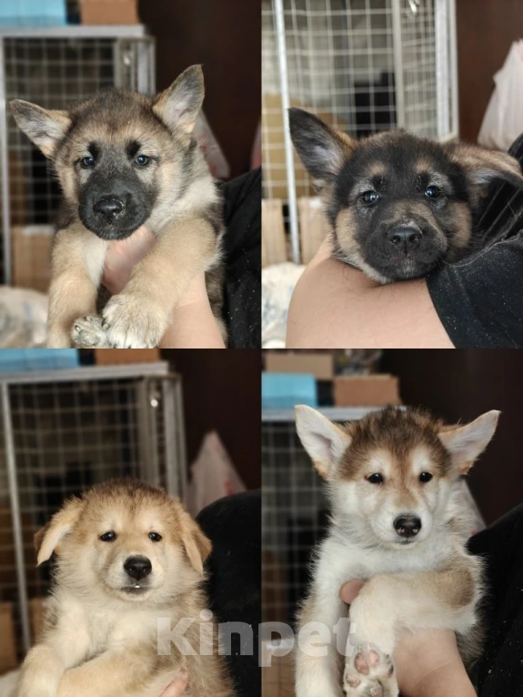 Собаки в Москве: Щенки волкособа Разнополые, 8 000 руб. - фото 2