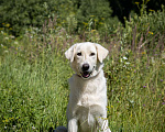 Собаки в Москве: Белый, метис лабрадора в приюте Девочка, Бесплатно - фото 4
