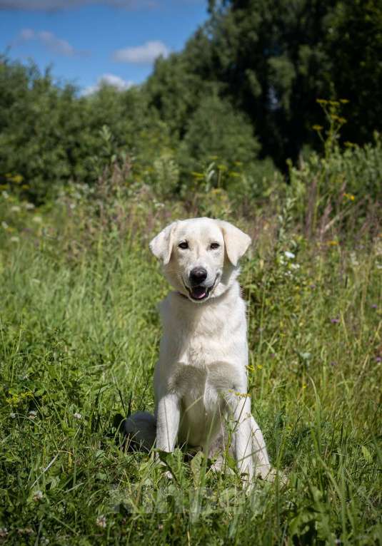 Собаки в Москве: Белый, метис лабрадора в приюте Девочка, Бесплатно - фото 4