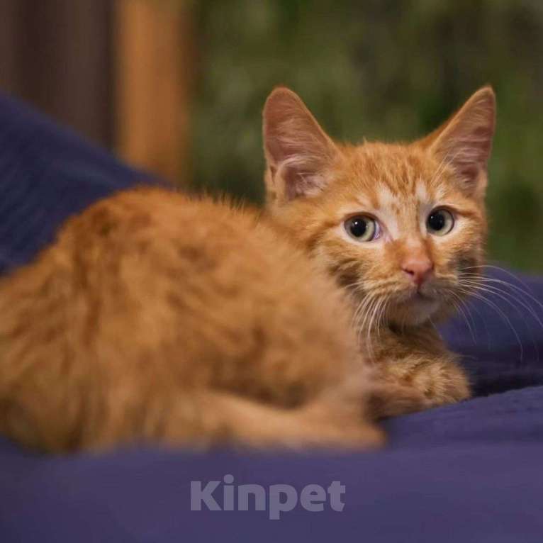 Кошки в Москве: Котенок Ричард Мальчик, Бесплатно - фото 3