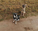 Собаки в Апрелевке: брат и сестра в добрые руки Девочка, 1 руб. - фото 1