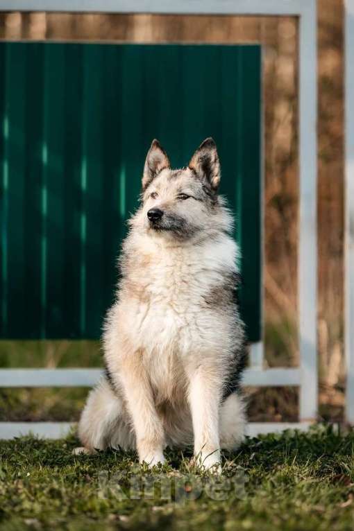 Собаки в Москве: Общительная и добродушная бородатая дама Софа Девочка, 1 руб. - фото 6