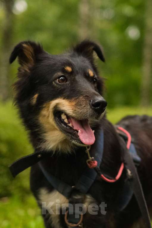 Собаки в Санкт-Петербурге: Дельта из приюта в добрые руки Девочка, Бесплатно - фото 7