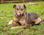Собаки в Москве: Собака из приюта ищет дом и семью Мальчик, Бесплатно - фото 4