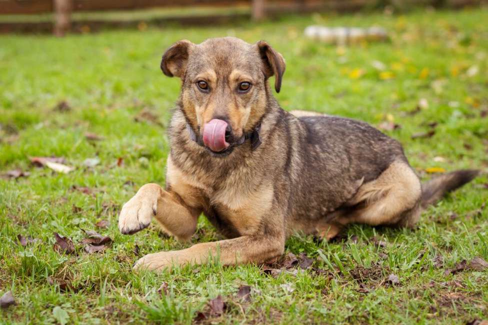 Собаки в Москве: Собака из приюта ищет дом и семью Мальчик, Бесплатно - фото 4