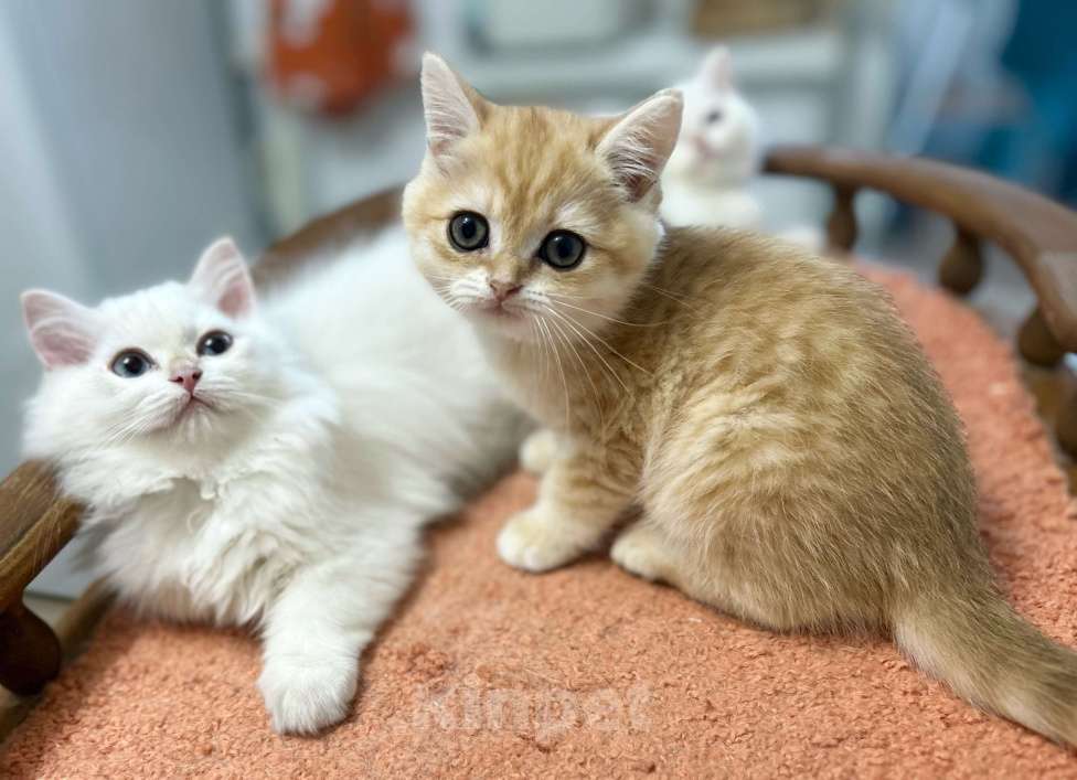 Кошки в Москве: Котик золотая шиншилла  Мальчик, 25 000 руб. - фото 8