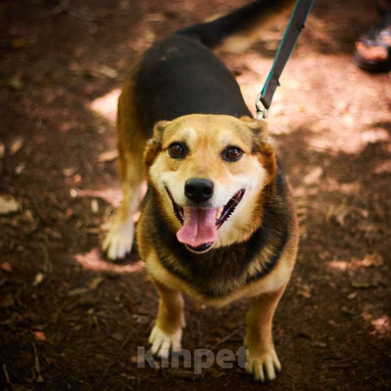 Собаки в Москве: Милане и Татошке очень нужен дом  Мальчик, Бесплатно - фото 2