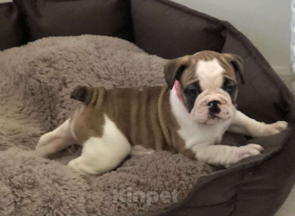 Собаки в Челябинске: Французята 2 месяца Девочка, 35 000 руб. - фото 5