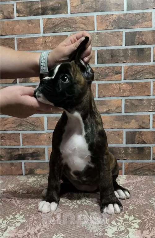 Собаки в Москве: ЩЕНКИ НЕМЕЦКОГО БОКСЕРА Девочка, Бесплатно - фото 3