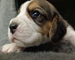 Собаки в Орле: Доступны к резерву щенки бигля 6 штук  Девочка, 40 000 руб. - фото 2