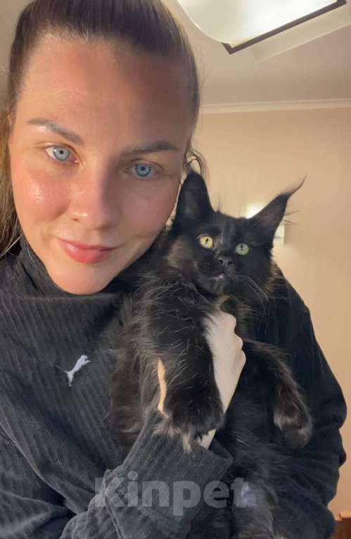 Кошки в Перми: Мейн-кун котёнок полидакт девочка Девочка, 70 000 руб. - фото 1