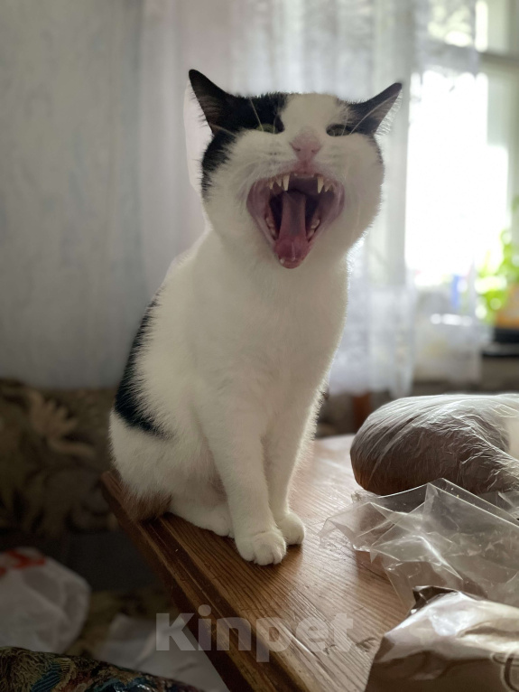 Кошки в Оренбурге: Сима Девочка, Бесплатно - фото 8