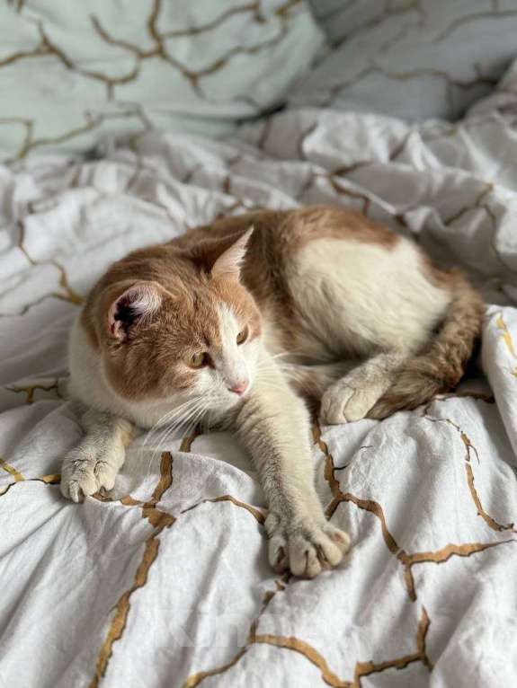 Кошки в Москве: Кот Пельмень ищет дом Мальчик, Бесплатно - фото 5