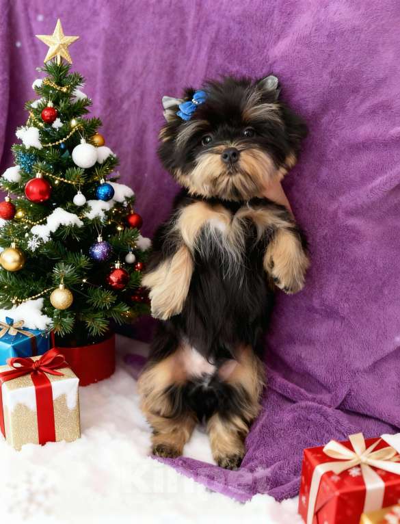 Собаки в Москве: Щенок йорка мальчик стандарт  Мальчик, Бесплатно - фото 8