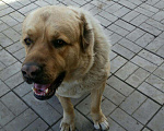 Собаки в Иваново: Свидание., Бесплатно - фото 2