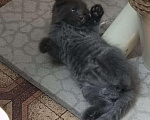 Кошки в Армавире: Продаю котят Мальчик, 3 000 руб. - фото 9