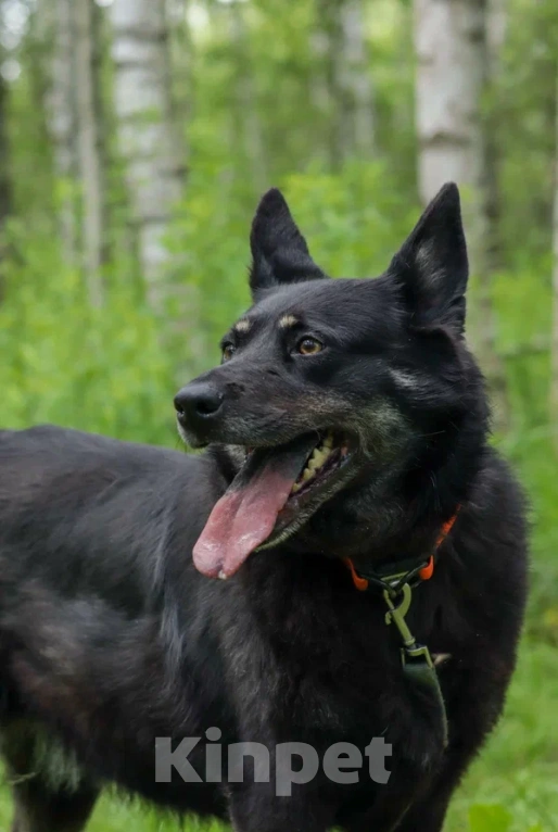 Собаки в Ногинске: Милли Девочка, Бесплатно - фото 2