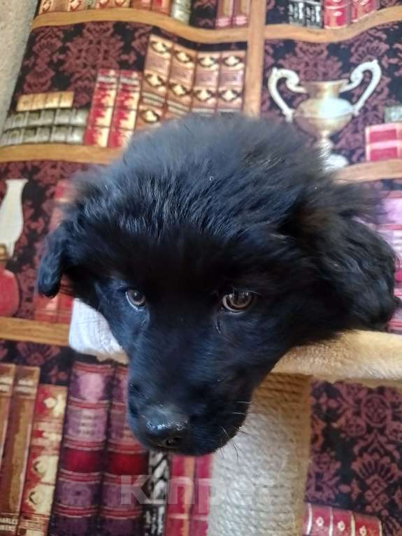 Собаки в других городах Рязанской области: В добрые руки Девочка, Бесплатно - фото 2