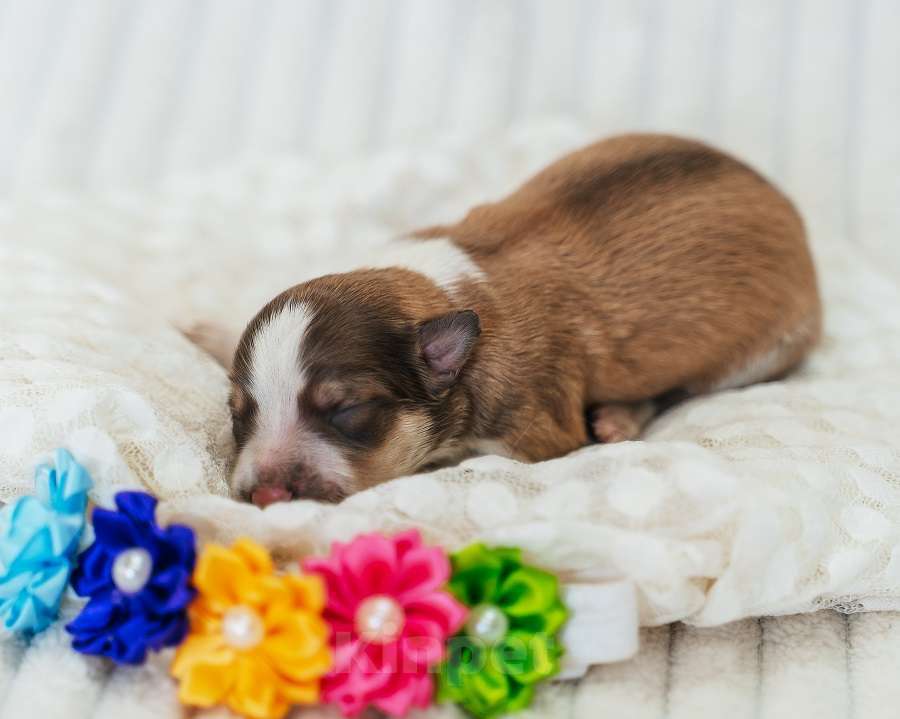 Собаки в Москве: Девочка (сука) с документами РКФ соболь триколор Девочка, 130 000 руб. - фото 2