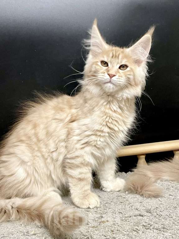 Кошки в Санкт-Петербурге: Котята Мейн Кун 3 мес, 45 000 руб. - фото 2