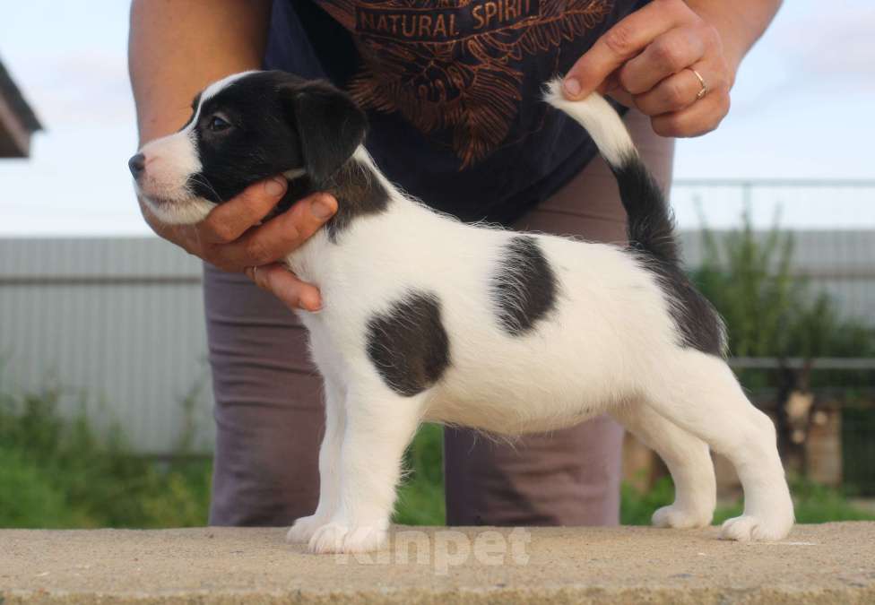 Собаки в Всеволожске: ММ ТИЛЛАНДСИЯ КОРОЛЕВА НОЧИ Девочка, 45 000 руб. - фото 3