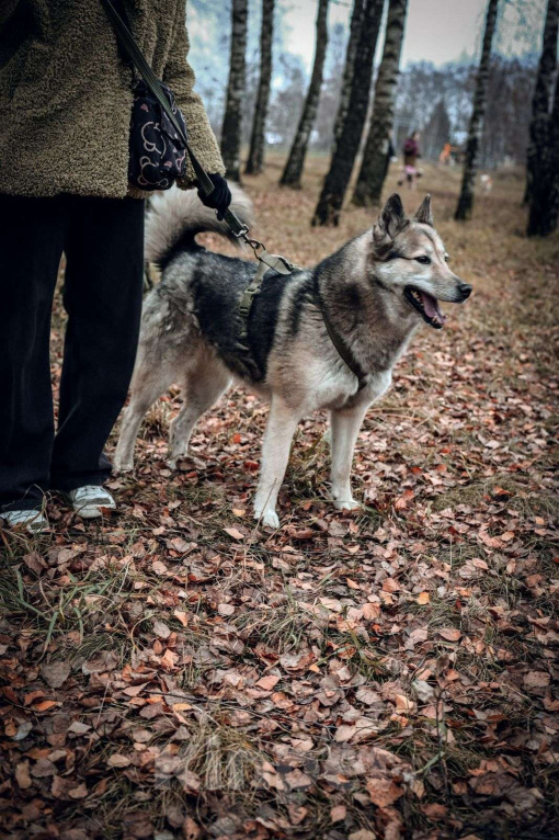 Собаки в Москве: Лилу Девочка, Бесплатно - фото 3