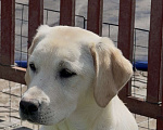 Собаки в Москве: Подрощенный щенок лабрадора Девочка, Бесплатно - фото 2
