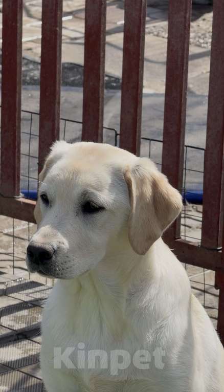 Собаки в Москве: Подрощенный щенок лабрадора Девочка, Бесплатно - фото 2