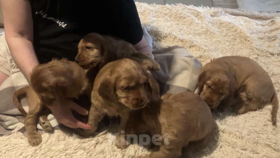 Собаки в Одинцово: Кокеры Мальчик, Бесплатно - фото 2