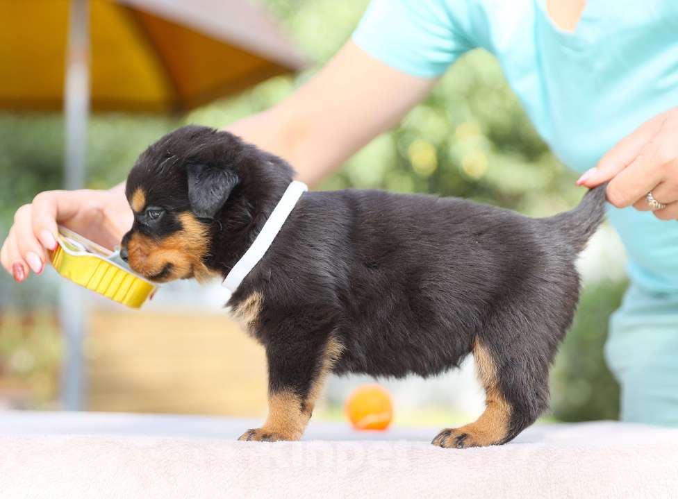 Собаки в Рязани: Щенки ротвейлера  Девочка, 50 000 руб. - фото 4