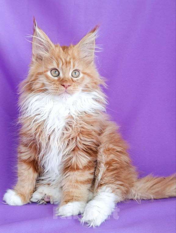 Кошки в Москве: Грант Мальчик, 75 000 руб. - фото 4