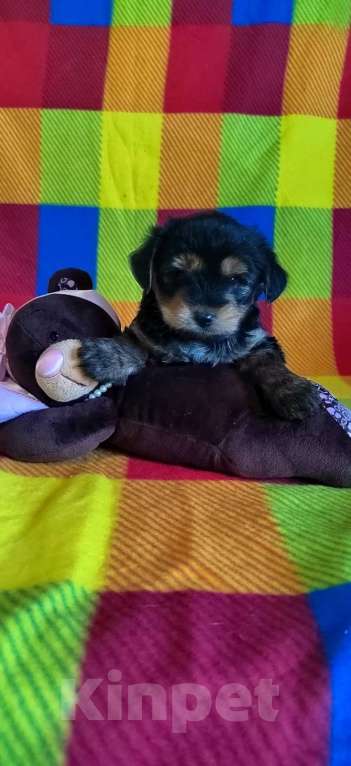 Собаки в Екатеринбурге: Лапочка Девочка, 40 000 руб. - фото 1