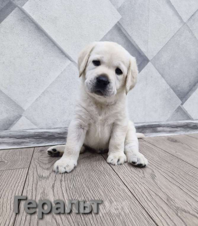 Собаки в Новокузнецке: Щенки Лабрадора РКФ  Мальчик, 65 000 руб. - фото 2