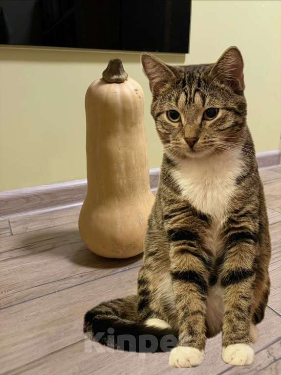 Кошки в Санкт-Петербурге: Котик подросток Потап Мальчик, Бесплатно - фото 5