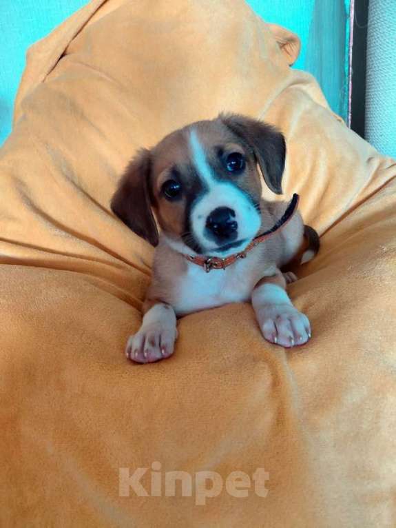 Собаки в Санкт-Петербурге: Маленький красавчик ищет дом Мальчик, Бесплатно - фото 3